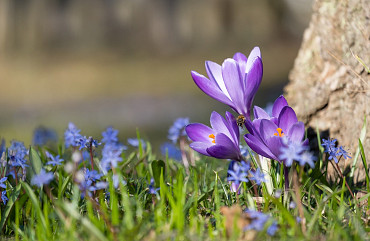 Krokusferien