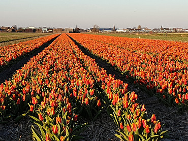 Erste Tulpenfelder blüten!