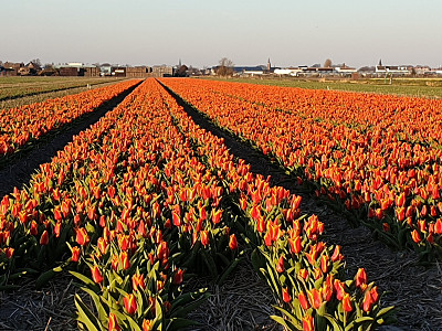 Erste Tulpenfelder blüten!